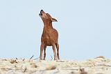 PINSCHER NAIN 018